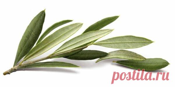 Идеальный растительный антисептик