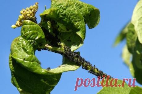 Как можно раз и навсегда побороть тлю? Против тли и паутинного клеща применяют ровикурт в виде 25%-ного концентрата эмульсии – 10 г, или 10%-ного – 25 г, зеленое мыло – 200-400 г, митан (20-30 г на 10 л воды), неорон (15-20 г на 10 л воды).