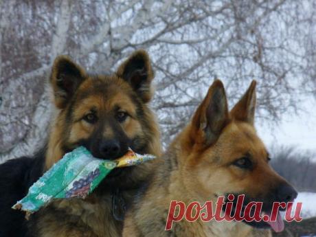 Одноклассники