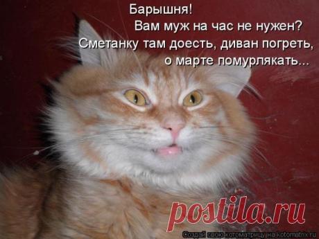 Смешные котоматрицы, и не только с котами)))