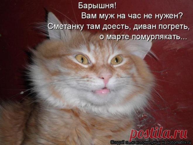 Смешные котоматрицы, и не только с котами)))