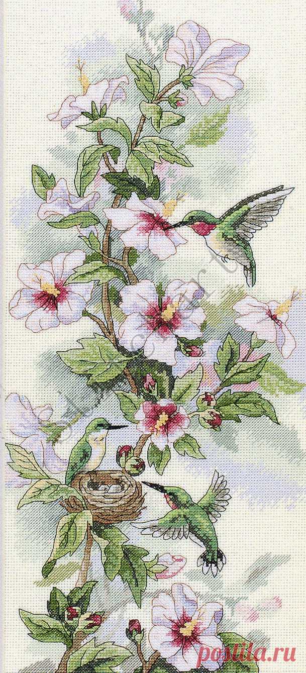 Колибри