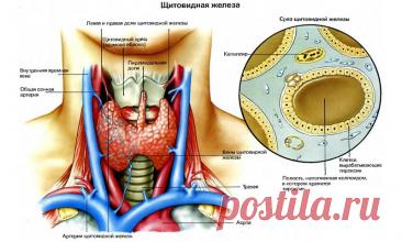 Если шалит щитовидка… 12 чайных ложек этих семян помогут превозмочь болезнь! — Journal women❜s