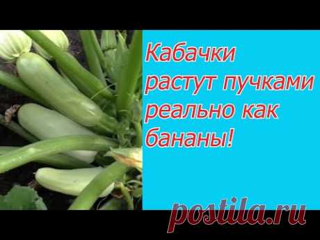 Всего одна подкормка, после которой кабачки завалят вас урожаем!