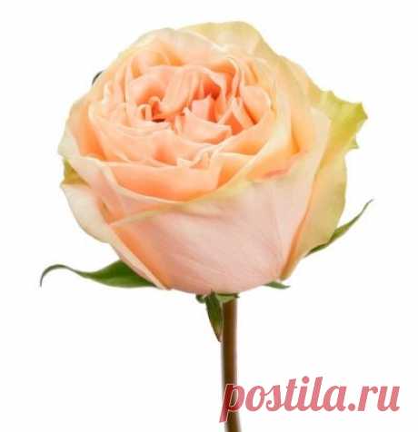 Роза Гарден Спирит: особенности и характеристика сорта, правила посадки, выращивания и ухода