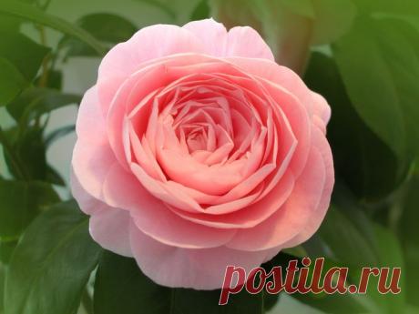 Камелия | Дачный участок