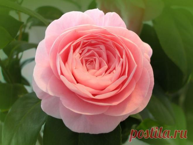 Камелия | Дачный участок