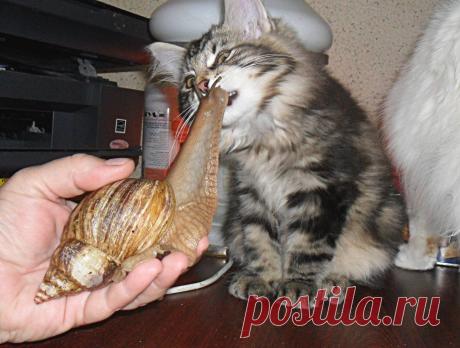 На вкус никакое...