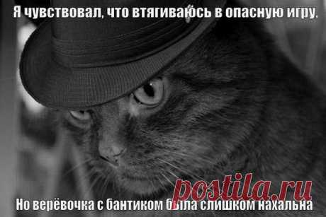 кот