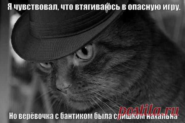 кот