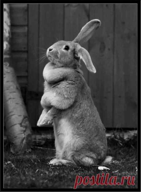 Банни портрет | BUNNIES