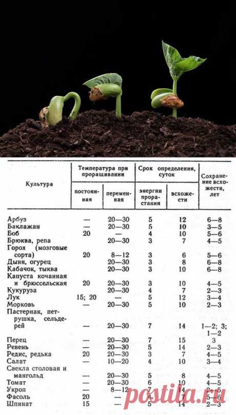 Как проверить семена на всхожесть / семена / 7dach.ru