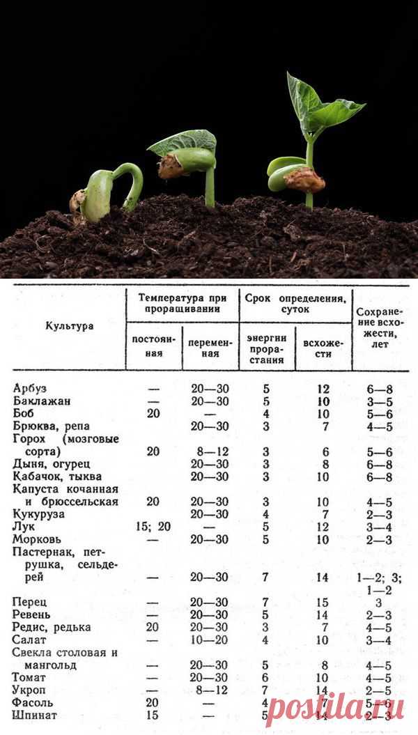 Как проверить семена на всхожесть / семена / 7dach.ru