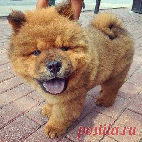 Я ЛЮБЛЮ ЖИВОТНЫХ