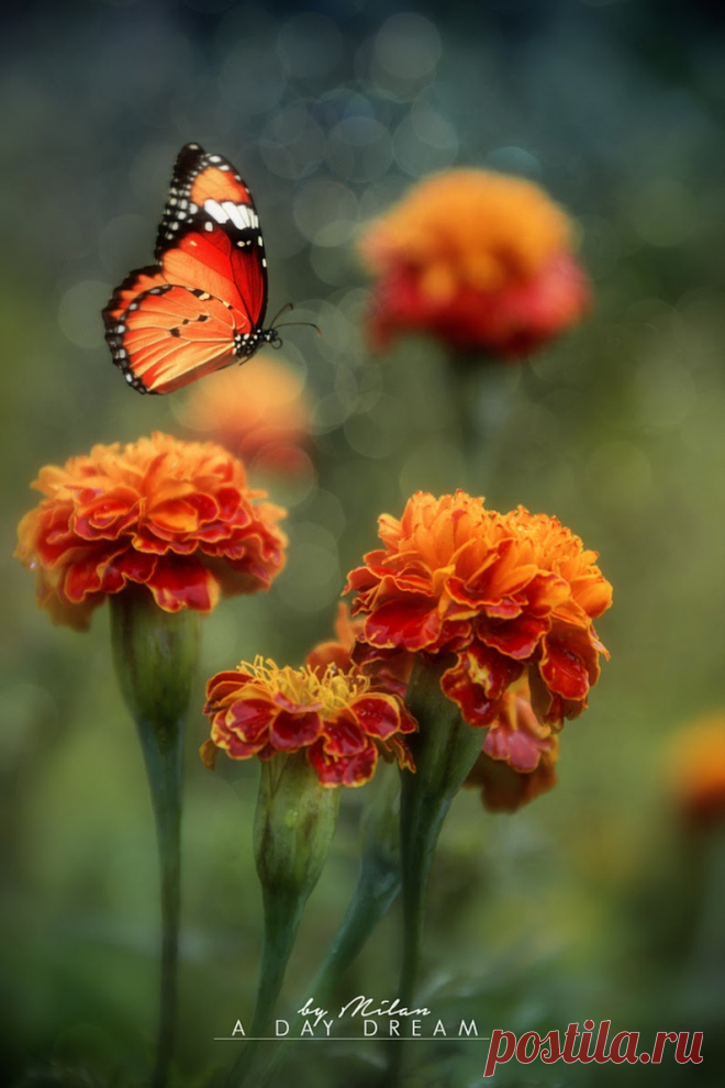 Butterflies & moths! - Google+