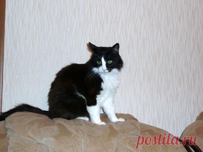 Кот  родственников.  Умер  в  возрасте  20  лет.