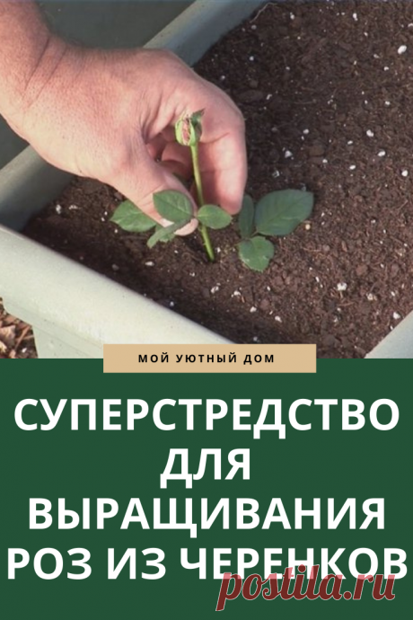 Советы как вырастить из черенков розу