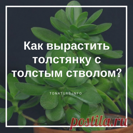 Как вырастить толстянку с толстым стволом? | выращивание, уход, размножение растений