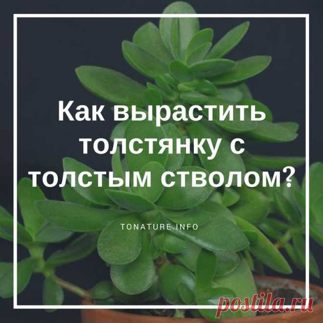 Как вырастить толстянку с толстым стволом? | выращивание, уход, размножение растений