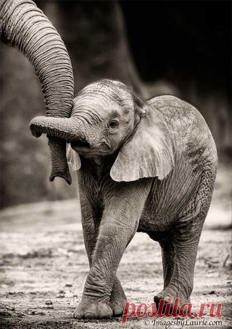 Очень трогательные фото. Животные-родители