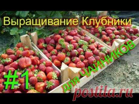 Выращивание клубники для чайников.