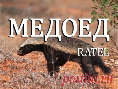 Медоед— Ratel - YouTube