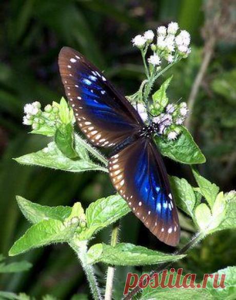 Euploea midamus.  
Flickr - Photo Sharing! из Flickr - Photo Sharing!  |   Pinterest • Всемирный каталог идей