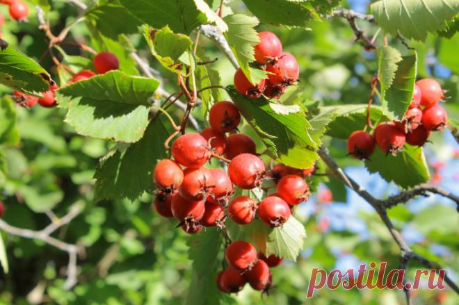 Боярышник колючий.
