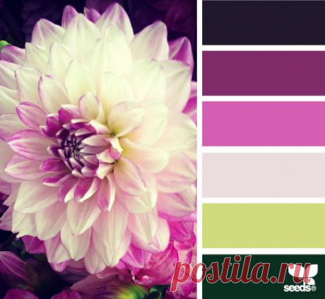Design Seeds® | find your palette