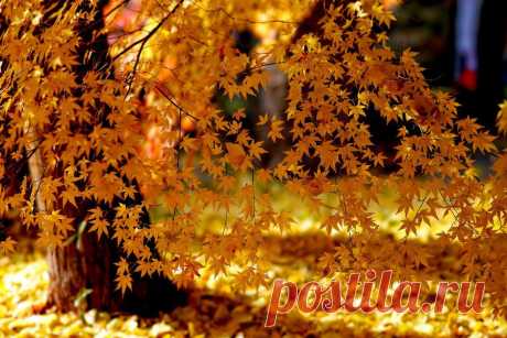 Leaves