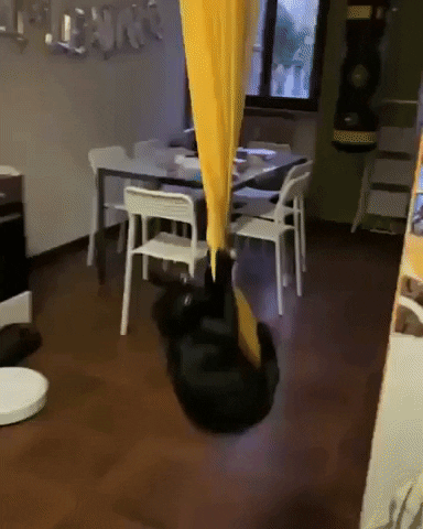 #Cat game funny cat fun animals reactions mood hilarious playing New GIF on Giphy