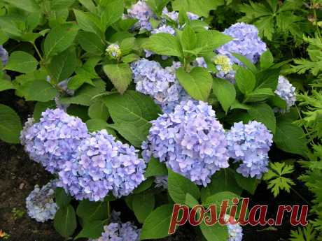 ГОРТЕНЗИЯ. ГИДРАНГЕЯ (HYDRANGEA).
Гортензия относится к семейству гортензиевых. Родиной одних гортензий является Северная и Южная Америка, родиной других считается Восточная Азия (Сахалин, Курилы, Япония и Китай.)
Это растение влажной почвы и прохладного климата. В самом названии растения присутствует греческое слово – вода, которое указывает на предпочтения этого растения. Все гортензии имеют овальные зелёные листья и мелкие, чаще белого цвета, цветы, которые собраны в пышные соцветия.