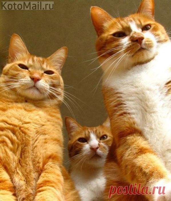 Три брата | KotoMail.ru