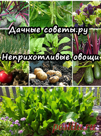 Какие овощи легче всего вырастить - ТОП 10 - Дачные советы.ру