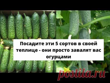 ПОСАДИТЕ ЭТИ 5 СОРТОВ в своей теплице - они просто завалят вас огурцами