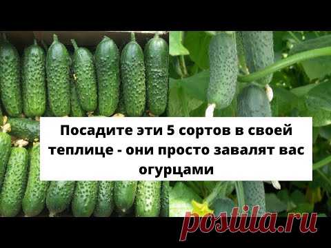 ПОСАДИТЕ ЭТИ 5 СОРТОВ в своей теплице - они просто завалят вас огурцами