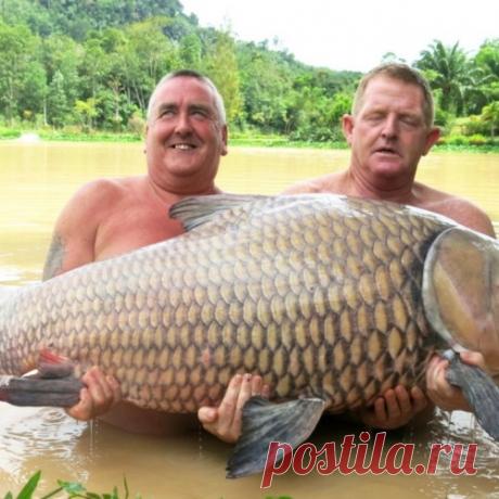 Удачная #рыбалка на здоровенного "КАРАСЯ"