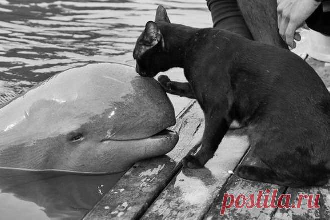 Фотографии на которые нельзя смотреть равнодушно | Домашняя аптечка