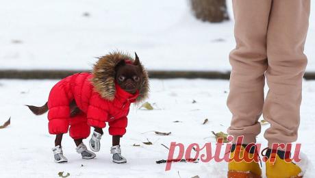 Москвичей предупредили об аномальных морозах и сугробах. К утру 4 декабря в Москве появятся февральские сугробы, а в конце недели придут аномальные морозы. Об этом в беседе с RT заявил научный руководитель Гидрометцентра Роман Вильфанд. Он отметил, что высота снежного покрова в Москве в ...