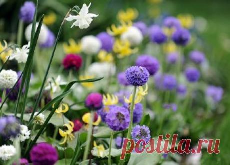 Клумба первоцветов | Любимые цветы