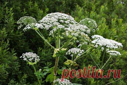 У россиянина изъяли участок из-за борщевика