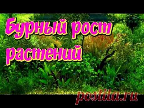 Бурный рост аквариумных растений! Биогумус и глина в помощь!