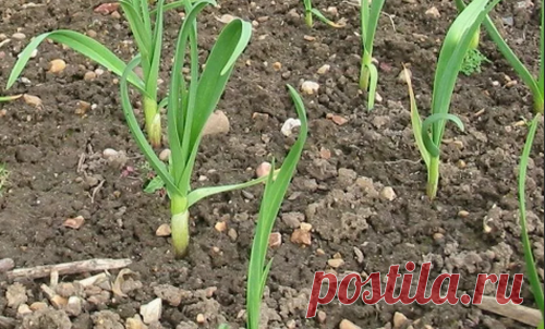 Первая, очень важная подкормка для озимого чеснока, которую я обязательно провожу весной