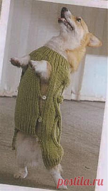 Одежда для домашних животных | Записи в рубрике Одежда для домашних животных | ЯРМАРКА_РУКОДЕЛИЯ