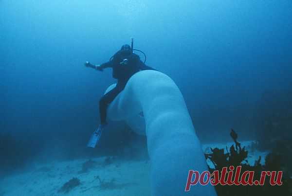 Редкого "морского единорога" впервые запечатлели на видео