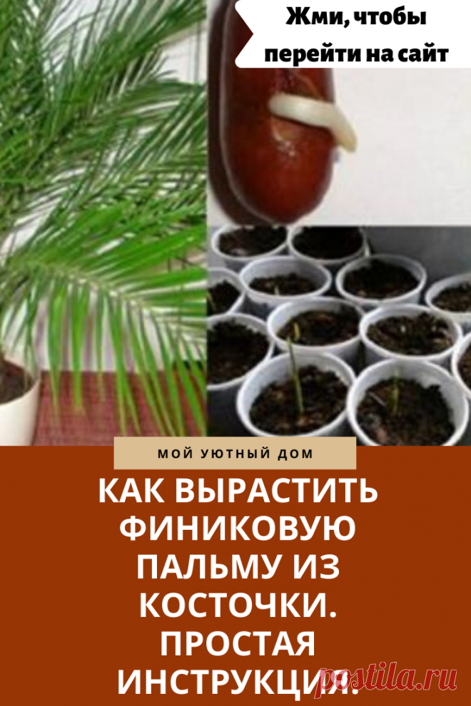 Выращиваем финиковую пальму из косточки  правильно