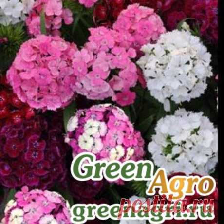 Купить Гвоздика турецкая (Dianthus barbatus) "Dash F1" (mix) pelleted 100 шт., PanAmerican Seed, в Пензе и с доставкой по России, Цена Гвоздика турецкая (Dianthus barbatus) "Dash F1" (mix) pelleted 100 шт., Отзывы покупателей, регламе
