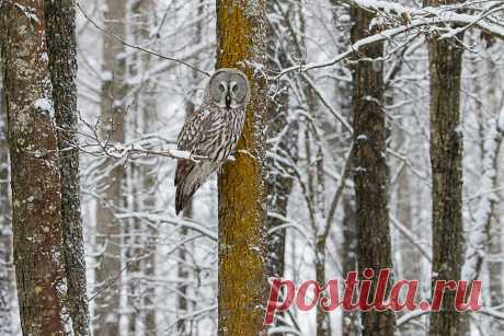 "Сова в зимнем лесу" / Palych Бородатая неясыть  #photocentra