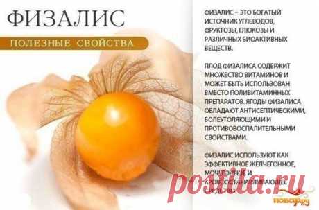 Физалис полезные свойства