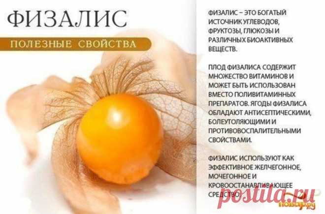 Физалис полезные свойства